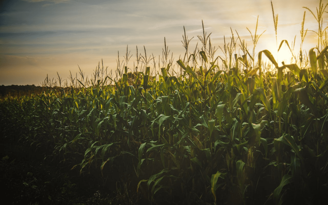 O Boom do Biocombustível no Brasil Impulsiona Preços do Milho a Recordes Históricos
